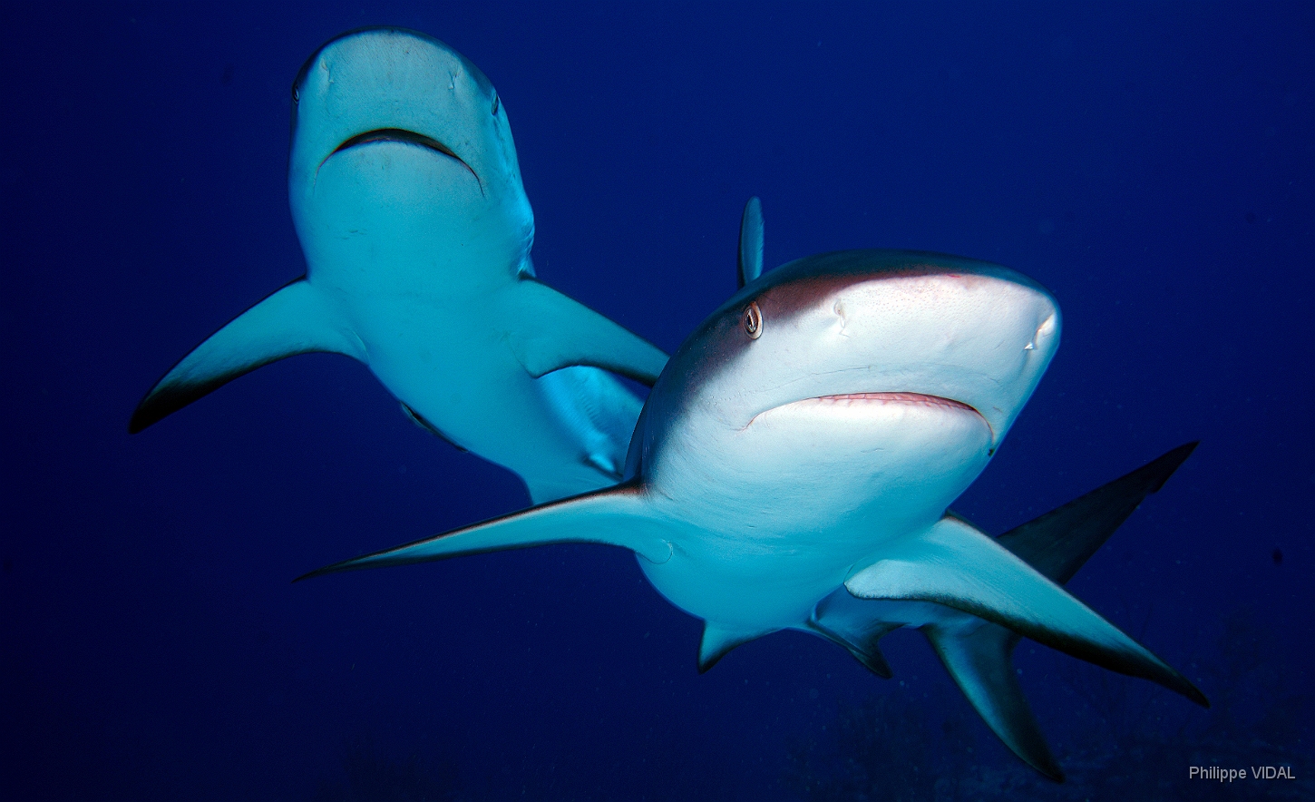 MediaEarth - Bahamas 2017 - DSC02470_rc - Caribbean reef shark - Requin gris des caraibes - Carcharhinus perezi.jpg